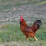 gallo