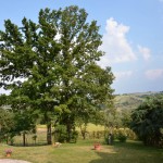 esterna